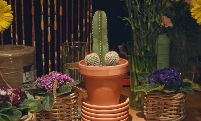 Faites-vous pardonner avec un bouquet de cactus