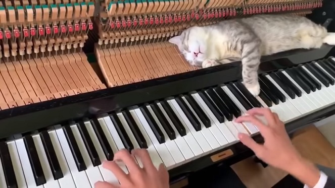 Un chat se couche sur les touches du piano pendant que son maître joue une mélodie