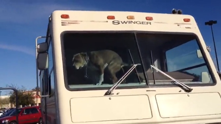 Un chien laissé enfermé seul dans un camping car se venge