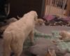 Une chienne apprend à ses chiots qu’ils sont trop grands pour téter