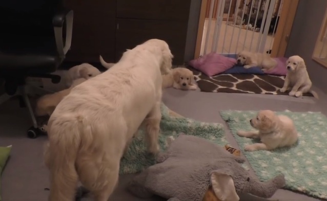 Une chienne apprend à ses chiots qu’ils sont trop grands pour téter