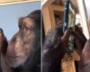 Ce chimpanzé utilise un smartphone pour défiler les photos sur Instagram