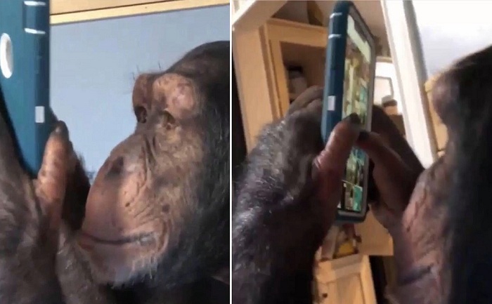 Ce chimpanzé utilise un smartphone pour défiler les photos sur Instagram