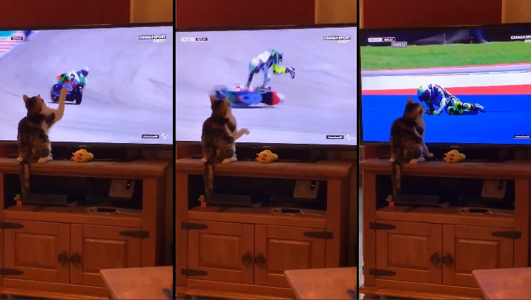 Il chute de sa moto à cause d'un chat qui le regarde à la télévision
