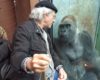 Ce gorille s'entend bien avec ce visiteur du zoo