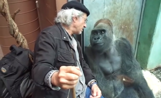 Ce gorille s'entend bien avec ce visiteur du zoo
