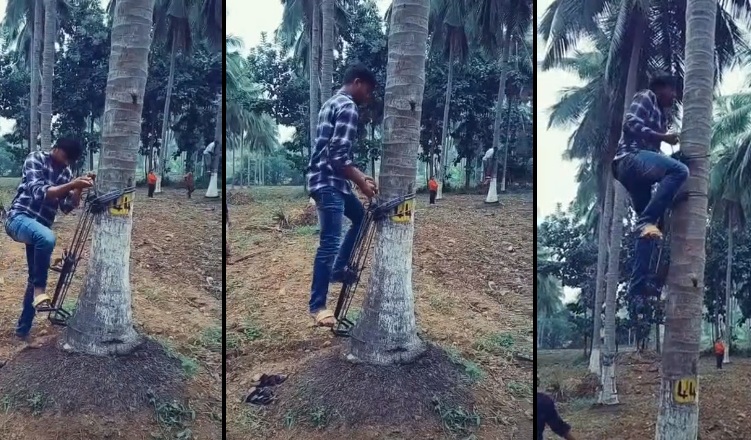 Il grimpe sur les palmiers à l'aide d'un système mécanique