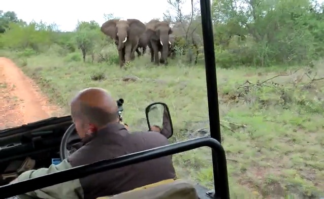 Ce guide de safari fait marche arrière pour éviter les éléphants en colère