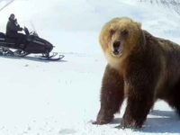 Un ours attaque un homme en motoneige !