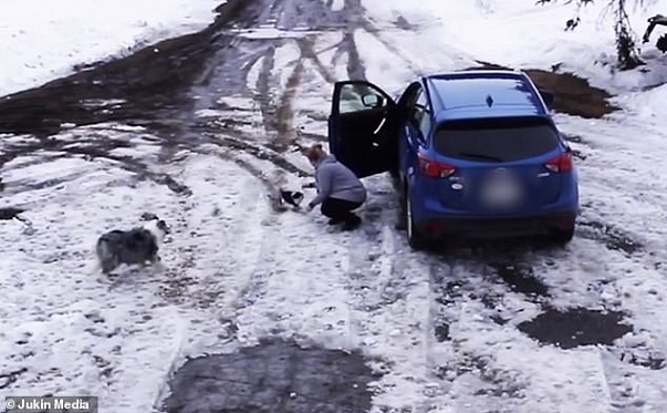 Un super chien empêche un chihuahua de se faire écraser par une voiture