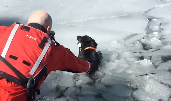 Chien sauvé d'un lac glacé après avoir été coincé pendant cinq jours