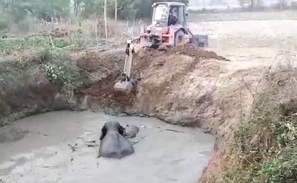 Un bébé éléphant et sa mère tentent désespérément de sortir d'un puits abandonné