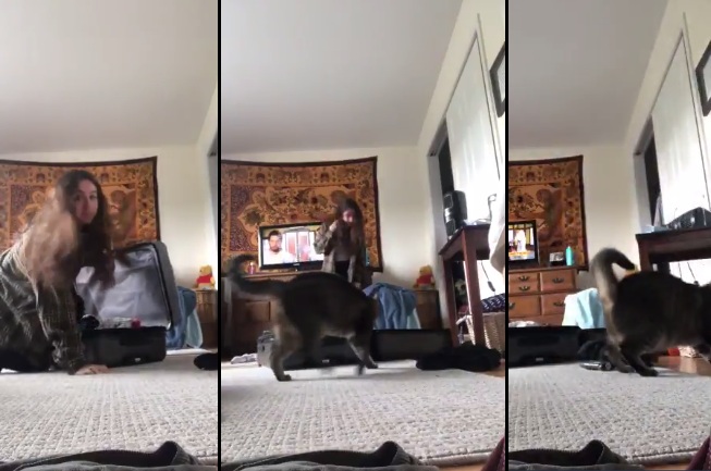 Un chat attaque sa maîtresse avec ses griffes en sortant d'une valise