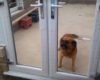 Un chien pas très malin refuse de passer par une porte non vitrée