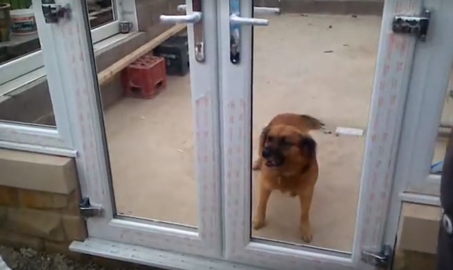 Un chien pas très malin refuse de passer par une porte non vitrée