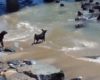 Quatre chiens tentent de chasser un banc de lions de mer