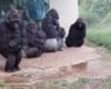 Les gorilles nous montrent qu'ils n'aiment pas être pris dans la pluie