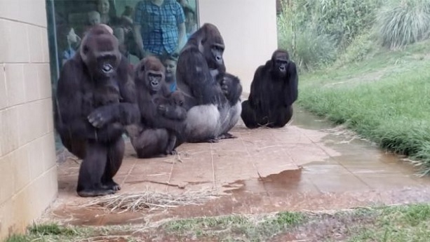 Les gorilles nous montrent qu'ils n'aiment pas être pris dans la pluie