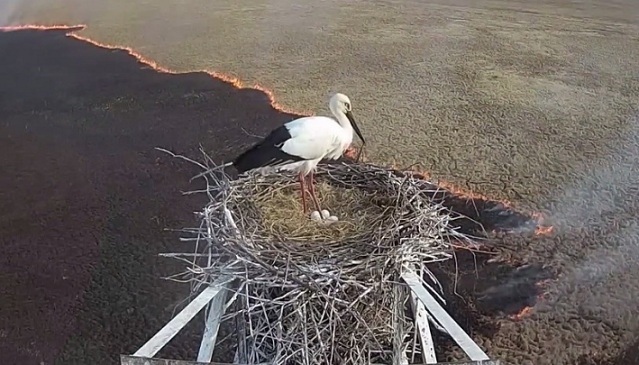 Un incendie se propage sous le nid d'une rare cigogne