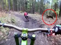 Un ours poursuit des cyclistes dans un parc à vélos en Slovaquie