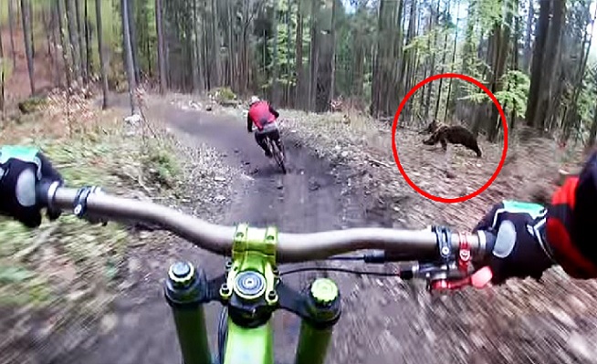 Un ours poursuit des cyclistes dans un parc à vélos en Slovaquie