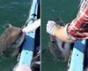 Un pêcheur frappe au nez un requin blanc
