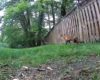 Un renard affamé tente de chasser un écureuil chanceux