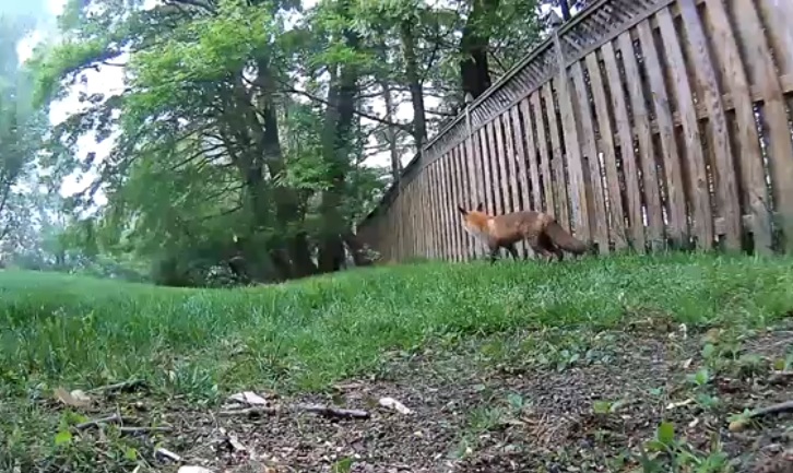 Un renard affamé tente de chasser un écureuil chanceux