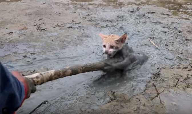 Il sauve un pauvre chat enlisé dans la boue