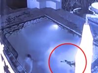Un alligator attaque un couple dans une piscine d'un hôtel