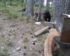 Un chat attaque un ourson qui se réfugie dans un arbre