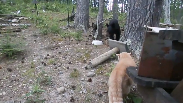 Un chat attaque un ourson qui se réfugie dans un arbre