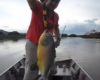 Ce pêcheur a pu attraper un géant piranha de 2,5 Kg !