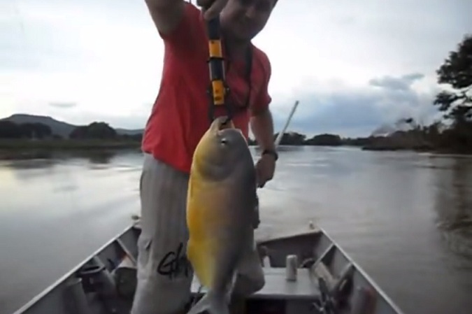 Ce pêcheur a pu attraper un géant piranha de 2,5 Kg !