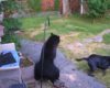 Un chien chasse un ours sans peur pour le faire fuir du jardin