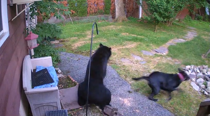 Un chien chasse un ours sans peur pour le faire fuir du jardin