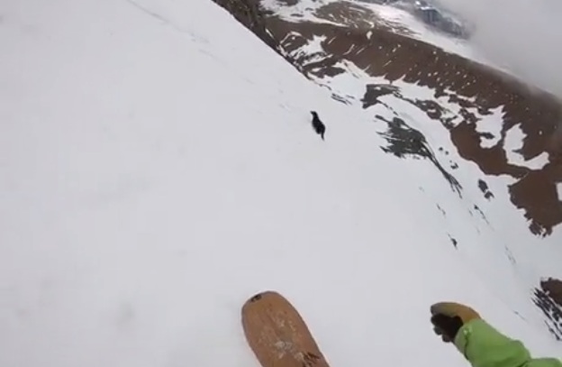 Un chien dévale une piste de ski