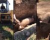 Un éleveur sauve un porc tombé dans un trou