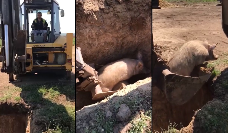 Un éleveur sauve un porc tombé dans un trou