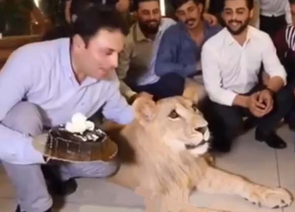 Un homme écrase agressivement un gâteau sur la gueule d’un lion