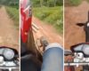 Un motard surpris par une vache en train de faire une roue arrière en moto