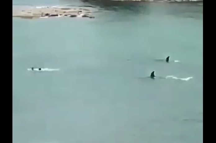 Deux orques nagent en direction de deux enfants qui se baignent