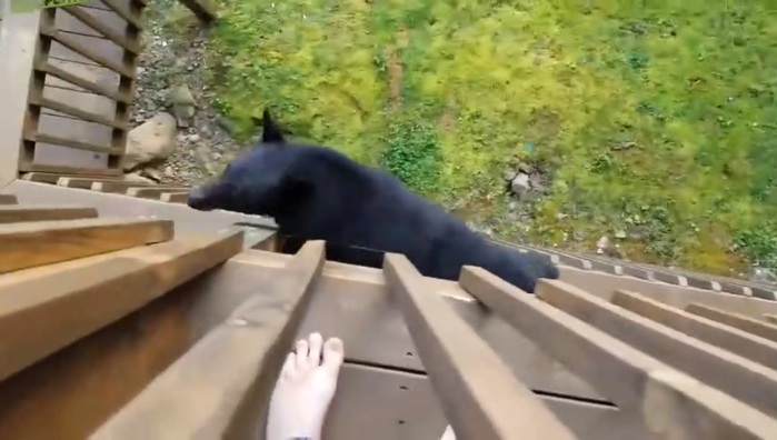 Un homme voit un ours sur la rambarde d'un balcon