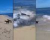 Un requin a essayé de manger un chien sur la plage et a été attaqué par ses amis les chiens