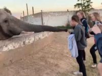 Une touriste frappée au visage par un éléphant alors qu'elle tente de prendre une photo