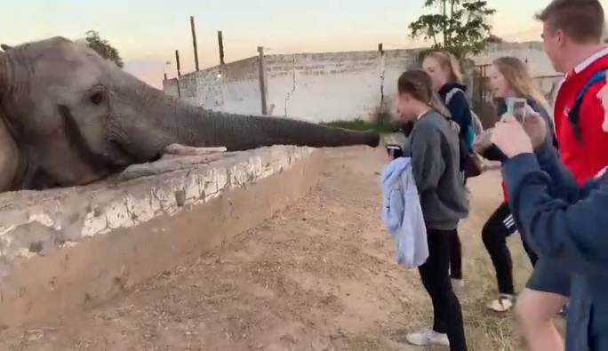 Une touriste frappée au visage par un éléphant alors qu'elle tente de prendre une photo