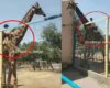 Un visiteur du zoo monte sur le dos d’une girafe