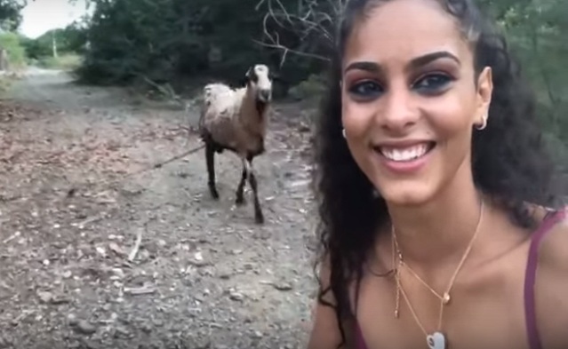 Une chèvre n'aime pas les Selfie