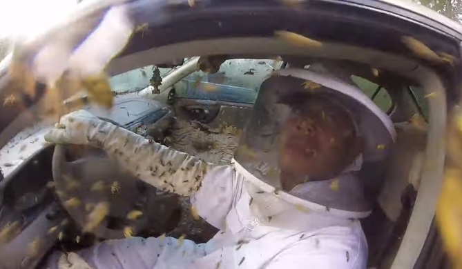 Un automobiliste partage sa voiture avec des guêpes