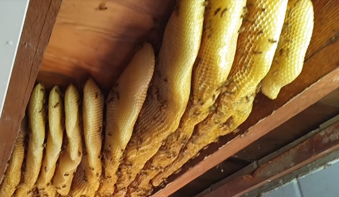 Une femme découvre une ruche de 60 000 abeilles dans le plafond de sa maison !
